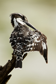 kingfisher